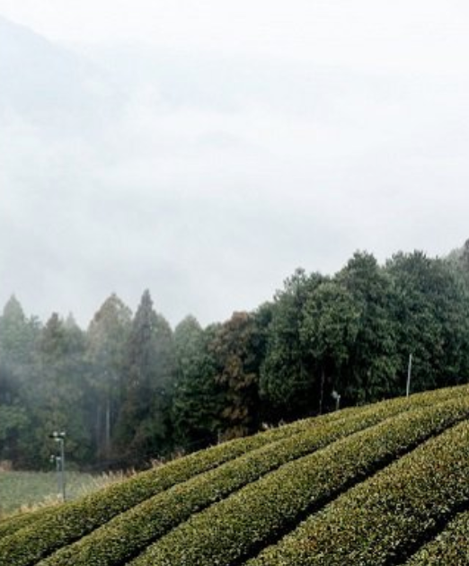 Organic Matcha S (Shizuoka)/ sample 20g