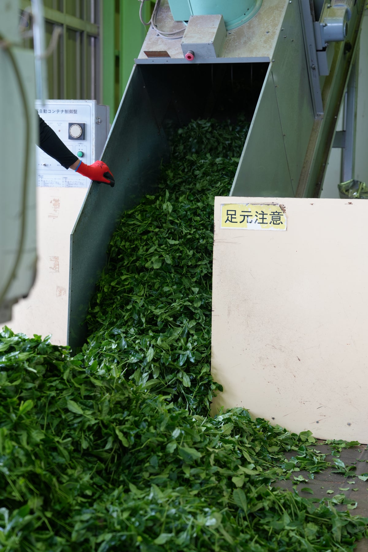 Fresh tea leaves entering production equipment