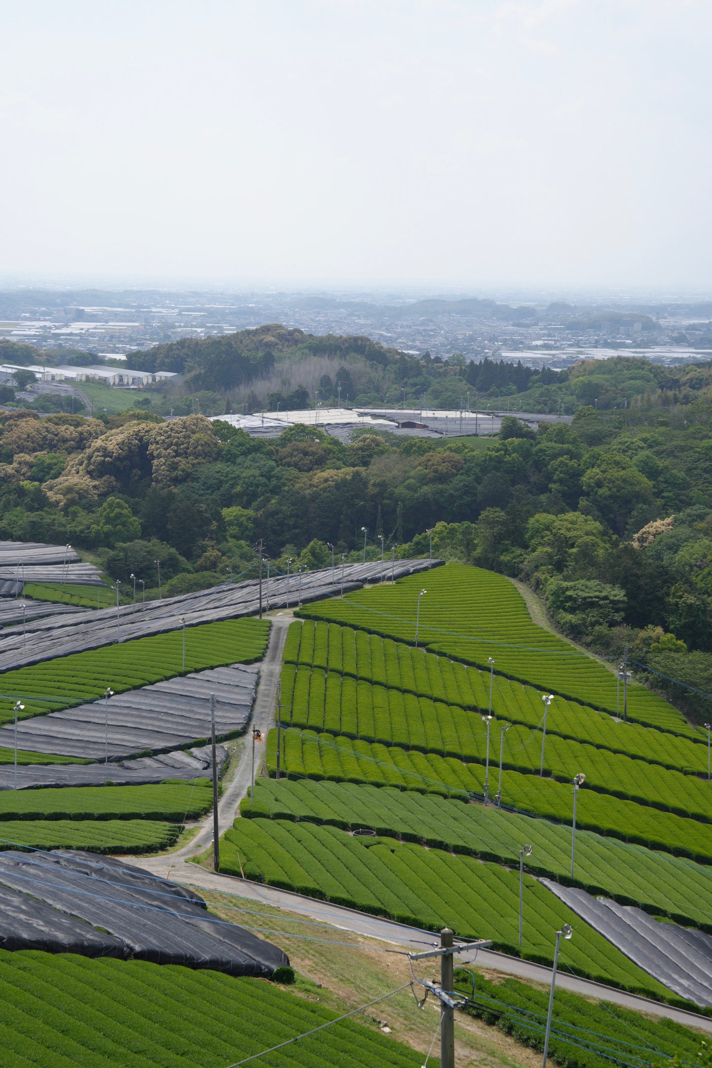 Premium Yame Okumidori / 30g tin