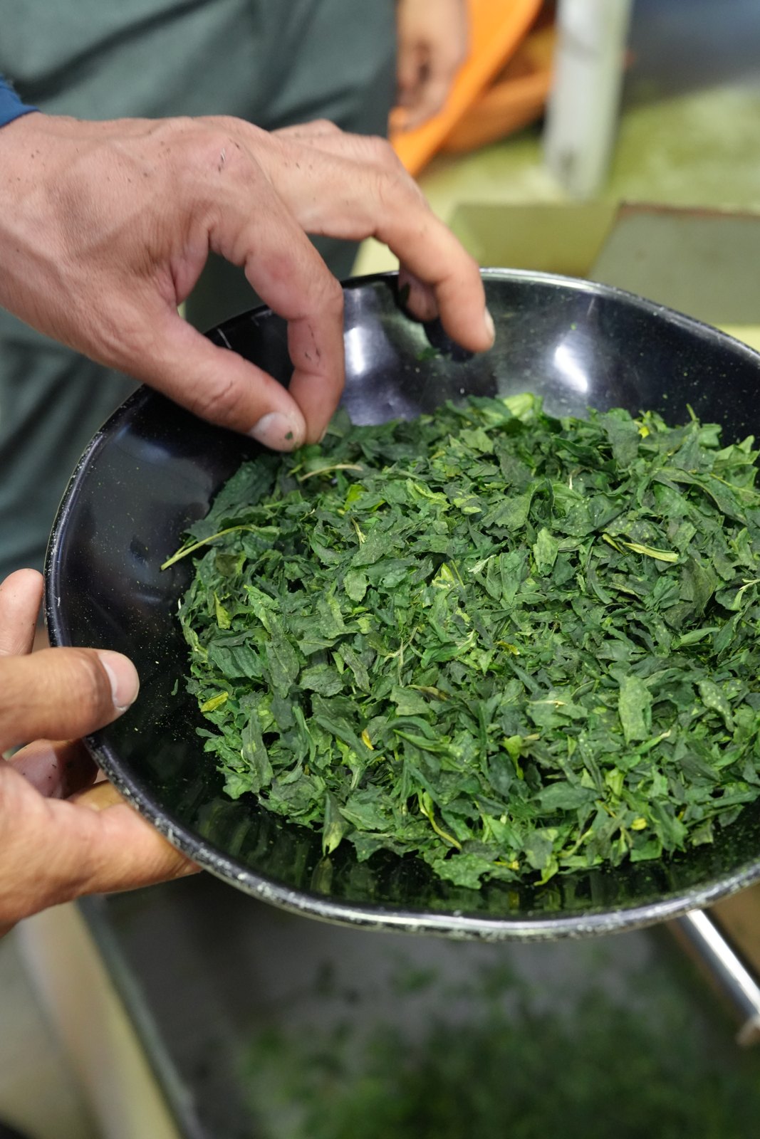 A close view of dried tencha leaves before milling