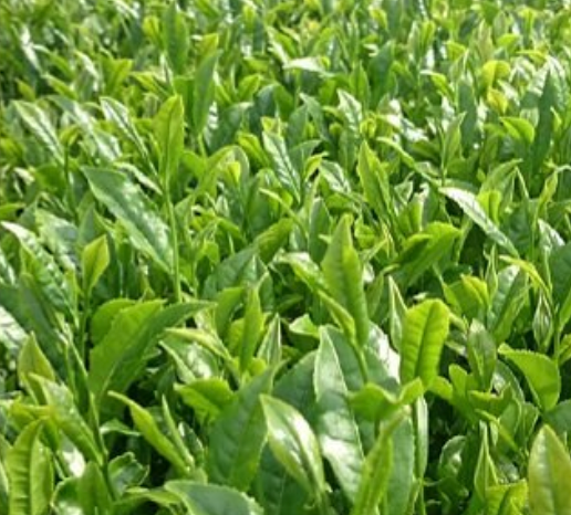 Organic Matcha S (Shizuoka)/ sample 20g