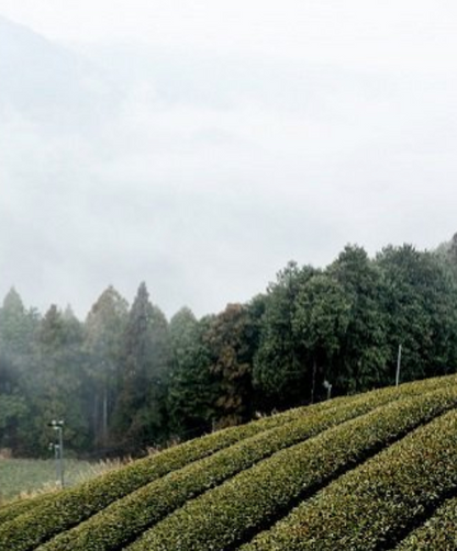 Organic Matcha S (Shizuoka)/ sample 20g