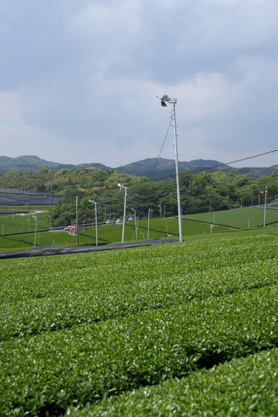 Fuji