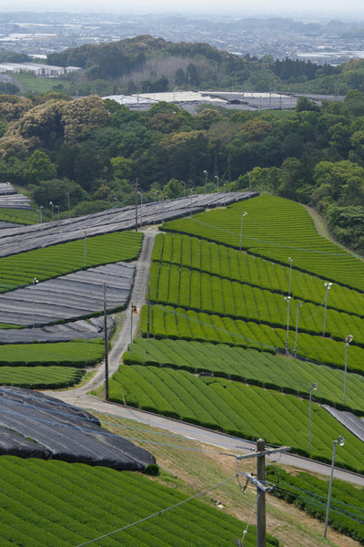 Yame,Fukuoka