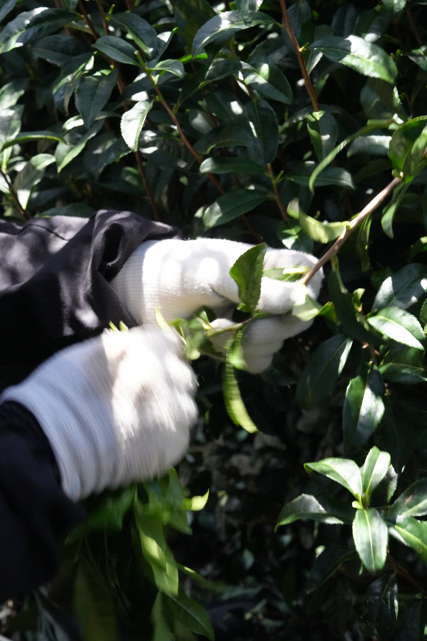 Samidori (Uji) /  Hand-picked Uji Matcha  / 20g tin