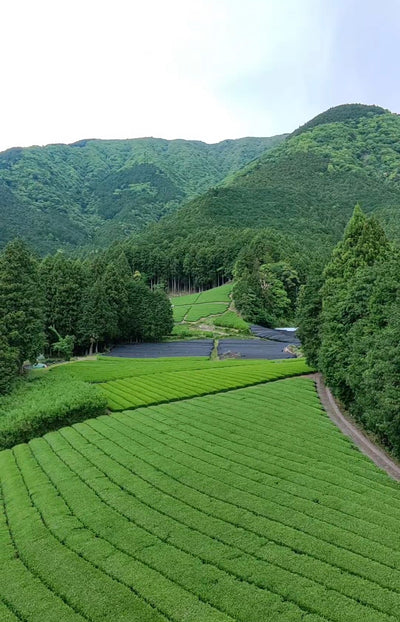 Shizuoka