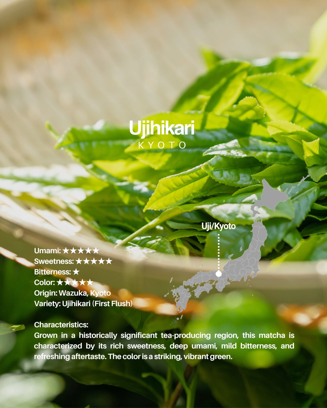 MIYAKO Matcha Selection 7 – 20g × 7 Tasting Set