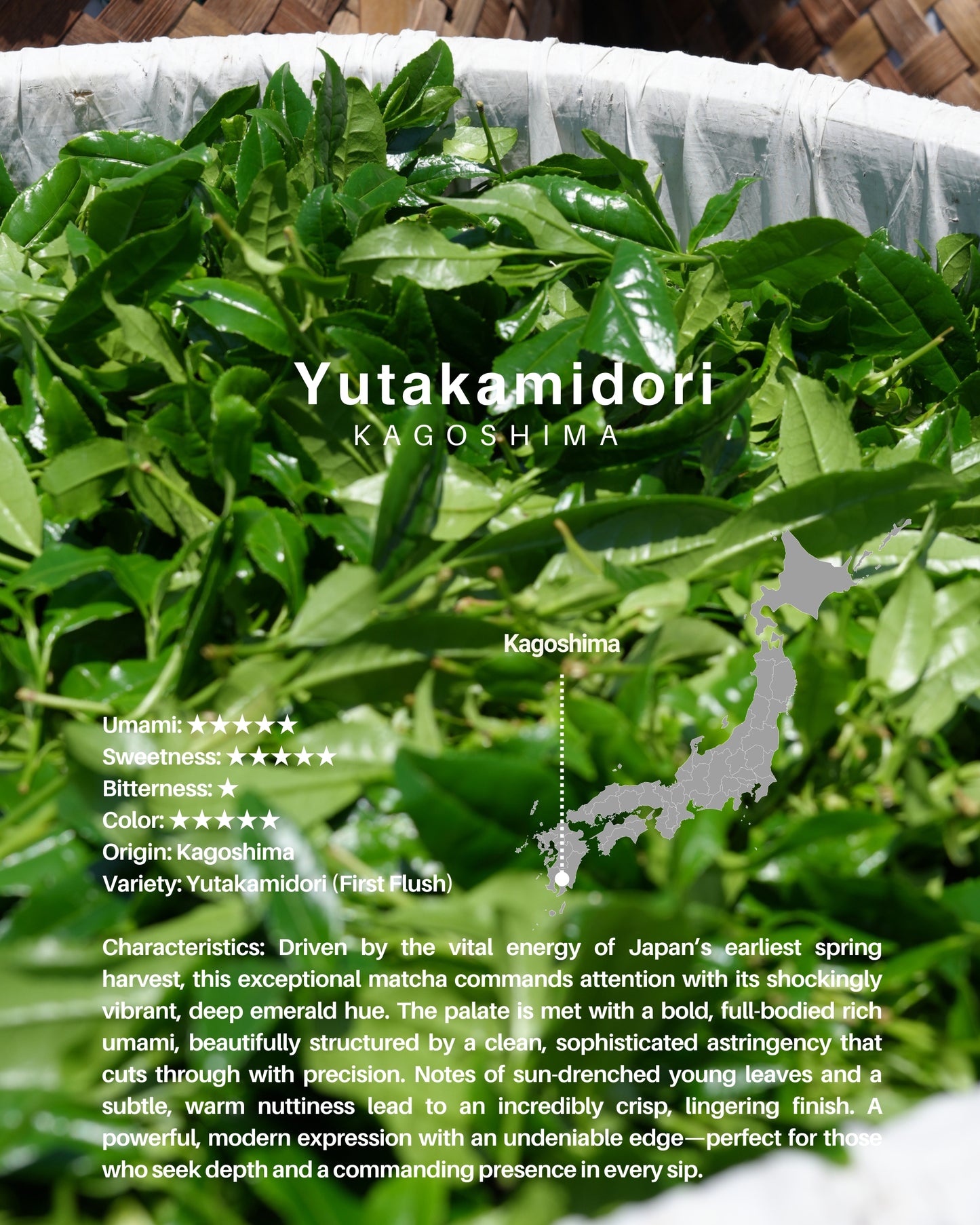 Yutakamidori(Kagoshima) / sample 20g