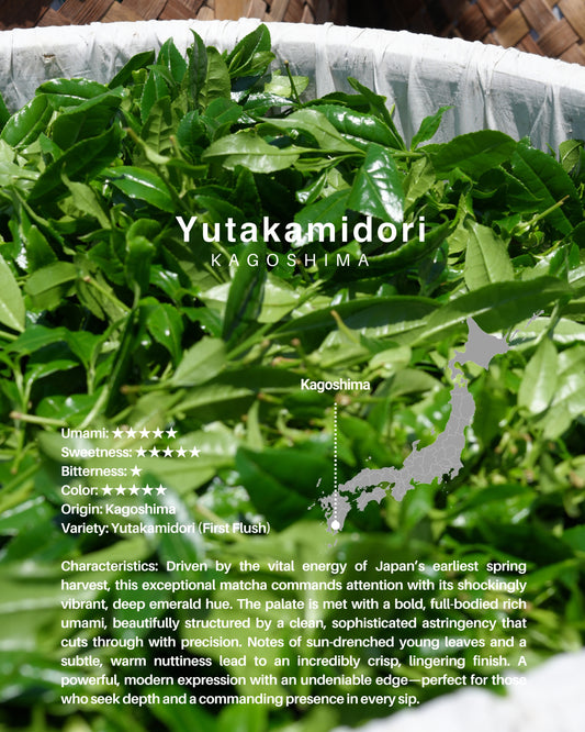 Yutakamidori(Kagoshima) / sample 20g