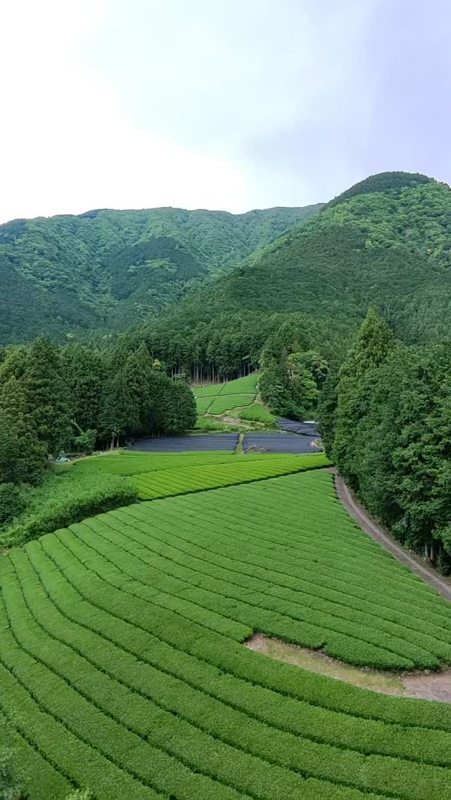 Japanese tea fields