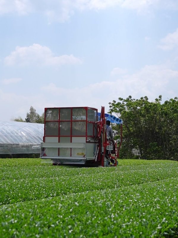 Tea farming in Japan