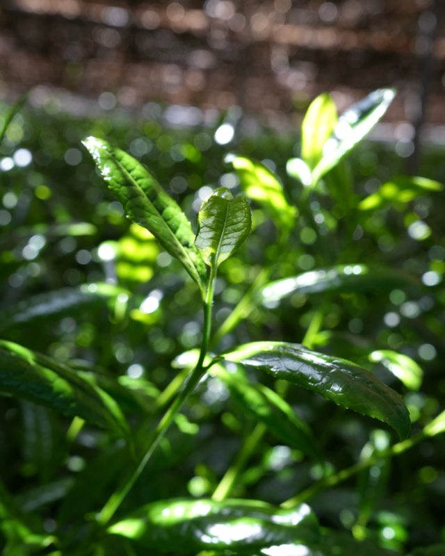 Fresh tea leaves
