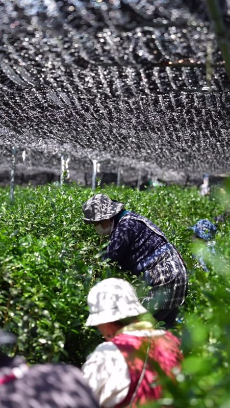 Tea picking under shade